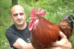 Uzgoj kokoši hrvatice i proizvodnja eko-jaja