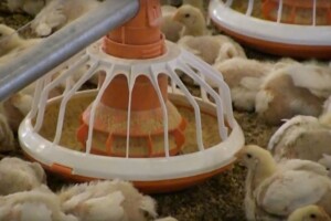 Farma pilića Škrlec