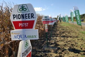 Dan polja kukuruza Pioneer u Španatu