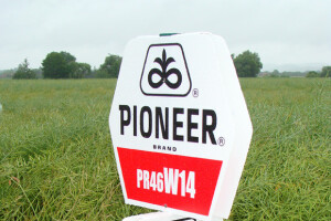 Dupont Pioneer Dan polja uljane repice