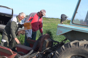 Pioneer hibridi kukuruza najzastupljeniji u Sremu
