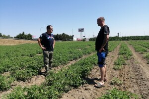 Zadruga Pontes Salutis navodnjava površine na kojima uzgaja rajčice za koprivničku Podravku
