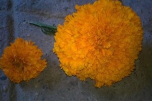 Piširit - jedna od manje zastupljenih poljoprivrednih kultura