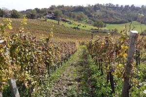 Pjenušci s Plešivice iz Vinarije Tomac