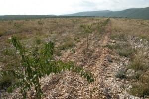 Plantaža mladih nasada badema OPG Josip Čarić