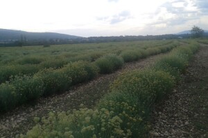 Uzgoj smilja na oplemenjenom hercegovačkom kršu