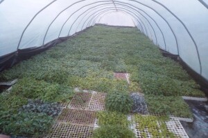 Dalibor Dijanović: Moji su odustali od mljekarstva, a ja se okrenuo povrtlarstvu