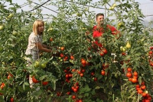 Plastenička proizvodnja povrća i voća u dolini Neretve