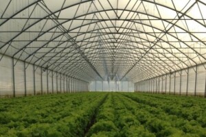 OPG Goran Blažeković