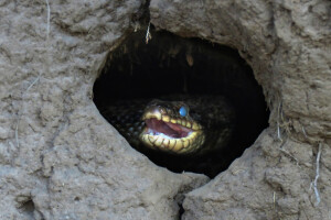 Najduža europska zmija - Kravosas