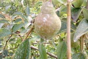 Primjena kaolinske gline u zasadima krusaka