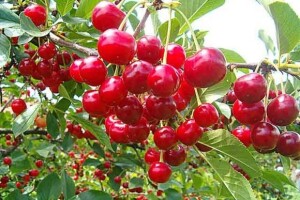 Uzgoj višnje maraske u Zagori i proizvodnja šeri-brendija