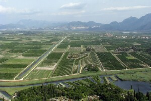 Berba i otkup lubenica u dolini Neretve