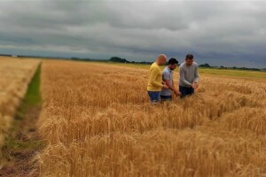 Axereal, žetva pivarskog ječma