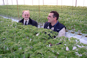 Uzgoj rajčice u hidroponima