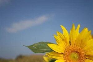 Suncokreti