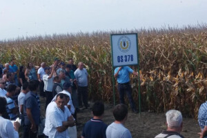 Dani polja suncokreta, soje i kukuruza