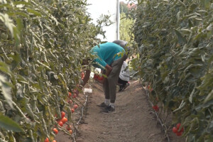 Učenici Poljoprivredne škole iz Valjeva na praksi