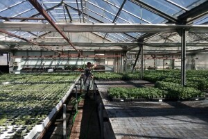 Dragan Dadić: Zbog proizvodnje presadnica smo opstali na tržištu