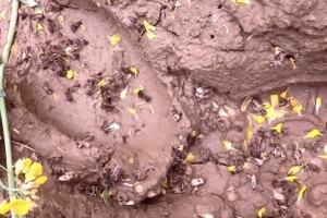 Pomor pčela u Valpovštini