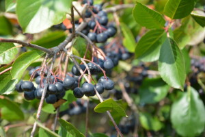 Poljoprivredno gazdinstvo „Aronija- Popović“ iz Banjaluke