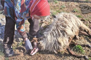 Ugriz zaštićenog poskoka usmrtio kozu, ovcu i ovna