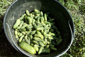 Prosječan prinos po dunumu je 7 tona kornišona – otkupna cijena 1,40 KM