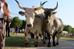 Bliži se 35. smotra istarskih volova - kanfanarska Jakovlja