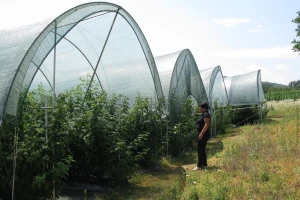 Tunelski sistem gajenja maline