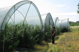 Tunelski sistem gajenja maline