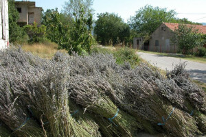 Lavandina polja u lijevom zaobalju Cetine