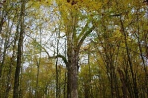 Muški bunar na Psunju