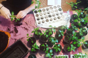 Na terasi zgrade uzgaja chili paprike!