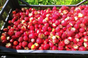 Prijedorčani, dođite i berite sami sebi jagode!