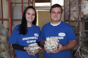 Bukovače iz školskog gljivarnika