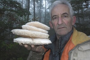 Prijedorski gljivar u potrazi za šumskim delikatesima