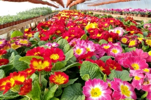 Primula