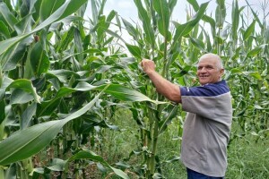 Kukuruz od tri metra kod Dragana Ristića