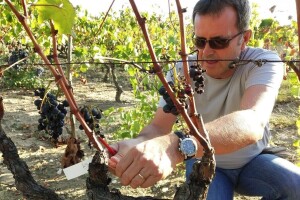 Prof. dr. Edi Maletić i tim znanstvenika s Agronomskog fakulteta: Otkrili i zaštitili 130 autohtonih sorti vinove loze!