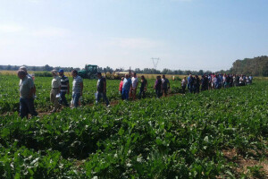 Dan polja šećerne repe