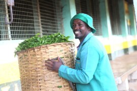 Proizvodnja čaja u Keniji