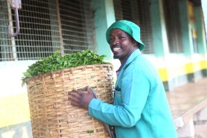 Proizvodnja čaja u Keniji