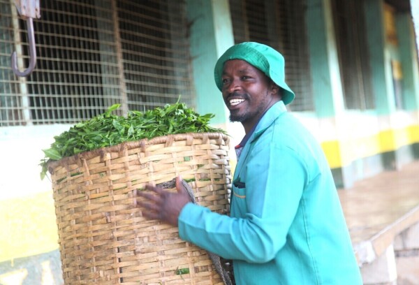 Proizvodnja čaja u Keniji