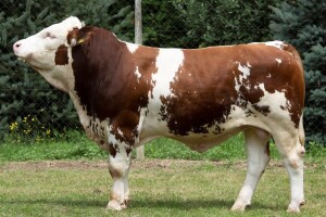 Savez uzgajivača simentalskog goveda Zagrebačke županije i Grada Zagreba