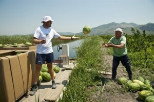 Jematva branja lubenica u dolini Neretve