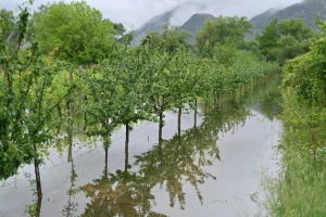 Vrgorsko polje je jezero, poljoprivredne kulture pod vodom diljem zemlje