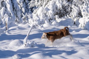 Snježna idila u Lici