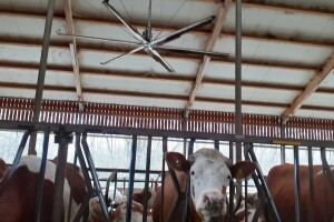 Ventilatori proizvođača Coolibri na mlječnoj farmi Pa-vita