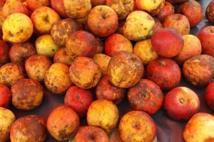 Očuvanje i revitalizacija tradicionalnih voćnih vrsta i sorti