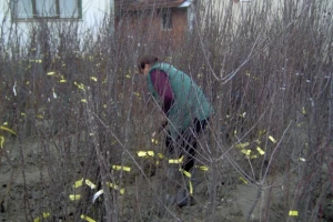 Naši se ljudi vole baviti voćarstvom i vinogradarstvom